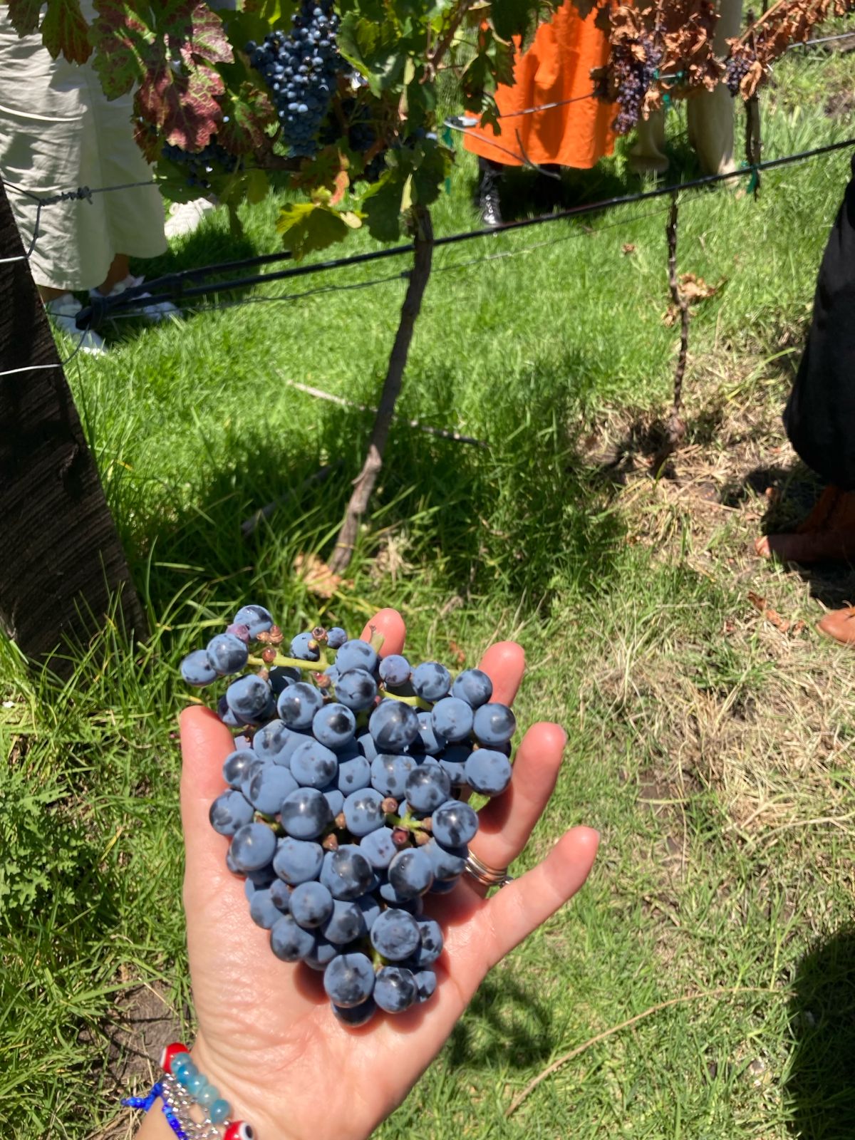 Experiencia de vino Viatorum